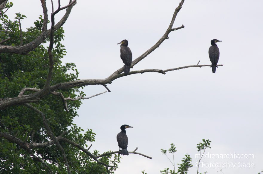 Brandenburg. Vogel. Kormoran (Phalacrocorax carbo) Familie: Kormorane (Phalacrocoracidae)
11. 6. 2012. Brandenburg. Nieder-Neuendorfer See. Vogel. Vögel.  Kormoran (Phalacrocorax carbo) Familie: Kormorane (Phalacrocoracidae)
Schlüsselwörter: birds;Brandenburg;Fauna;Kormorane;Phalacrocorax carbo;Tiere;Vogel;Vögel;2012