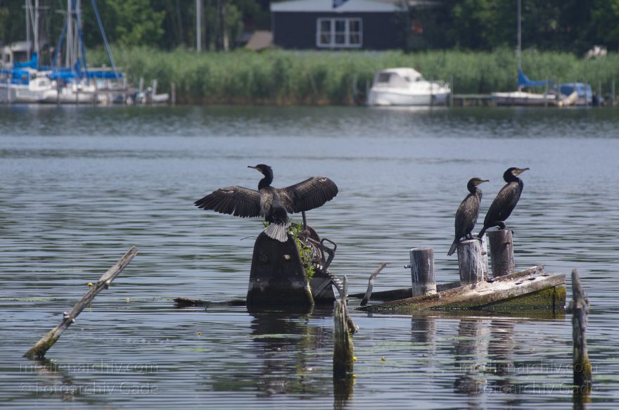 Brandenburg. Havel-Oder-Wasserstraße am Nieder-Neuendorfer See. Vogel. Kormorane auf aus dem Wasser ragenden Teilen eines versenkten Binnnenschiffs.
4. 7. 2012. Brandenburg. Havel-Oder-Wasserstraße am Nieder-Neuendorfer See. Vogel. Vögel. Fauna. Tiere. Kormoran auf aus dem Wasser ragenden Teilen eines versenkten Binnnenschiffs. Wasservoge
Schlüsselwörter: Binnenschiffe;birds;Brandenburg;Havel-Oder-Wasserstraße;Kormoran;Nieder-Neuendorfer See;Niederneuendorfer See;Vogel;Vögel;Wasservogel;2012