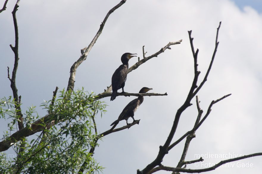 Vogel. Kormoran auf Baum. Wasservogel
4. 7. 2012. Brandenburg. Havel-Oder-Wasserstraße am Nieder-Neuendorfer See. Vogel. Vögel. Fauna. Tiere. Kormoran auf Baum. Wasservogel
Schlüsselwörter: birds;Brandenburg;Havel-Oder-Wasserstraße;Kormoran;Nieder-Neuendorfer See;Niederneuendorfer See;Vogel;Vögel;2012