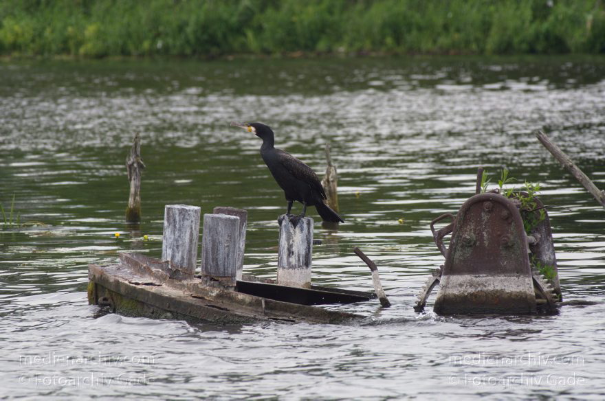 Brandenburg. Havel-Oder-Wasserstraße am Nieder-Neuendorfer See. Vogel. Kormoran auf aus dem Wasser ragenden Teilen eines versenkten Binnnenschiffs.
8. 7. 2012. Brandenburg. Havel-Oder-Wasserstraße am Nieder-Neuendorfer See. Vogel. Vögel. Fauna. Tiere. Kormoran auf aus dem Wasser ragenden Teilen eines versenkten Binnnenschiffs.
Schlüsselwörter: Binnenschiffe;birds;Brandenburg;Havel-Oder-Wasserstraße;Kormoran;Nieder-Neuendorfer See;Niederneuendorfer See;Vogel;Vögel;2012