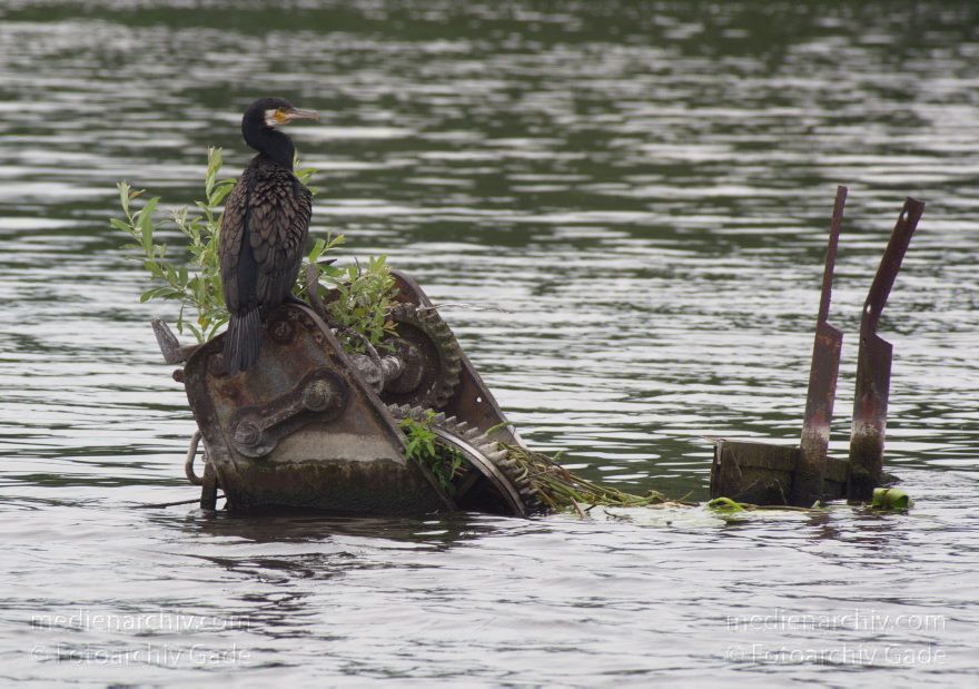 Brandenburg. Havel-Oder-Wasserstraße am Nieder-Neuendorfer See. Vogel. Kormoran auf aus dem Wasser ragenden Teilen eines versenkten Binnnenschiffs.
8. 7. 2012. Brandenburg. Havel-Oder-Wasserstraße am Nieder-Neuendorfer See. Vogel. Vögel. Fauna. Tiere. Kormoran auf aus dem Wasser ragenden Teilen eines versenkten Binnnenschiffs.
Schlüsselwörter: Binnenschiffe;birds;Brandenburg;Havel-Oder-Wasserstraße;Kormoran;Nieder-Neuendorfer See;Niederneuendorfer See;Vogel;Vögel;2012