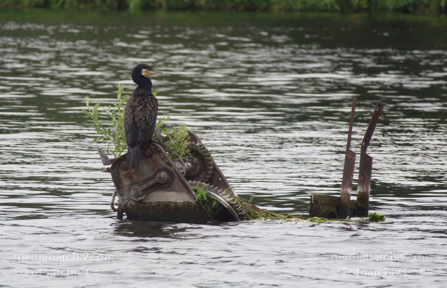 Brandenburg. Havel-Oder-Wasserstraße am Nieder-Neuendorfer See. Vogel. Kormoran auf aus dem Wasser ragenden Teilen eines versenkten Binnnenschiffs.
8. 7. 2012. Brandenburg. Havel-Oder-Wasserstraße am Nieder-Neuendorfer See. Vogel. Vögel. Fauna. Tiere. Kormoran auf aus dem Wasser ragenden Teilen eines versenkten Binnnenschiffs.
Schlüsselwörter: Binnenschiffe;birds;Brandenburg;Havel-Oder-Wasserstraße;Kormoran;Nieder-Neuendorfer See;Niederneuendorfer See;Vogel;Vögel;2012