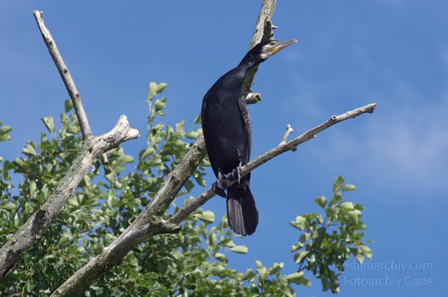 Brandenburg. Havel-Oder-Wasserstraße am Nieder-Neuendorfer See. Vogel. Kormoran
22. 7. 2012. Brandenburg. Havel-Oder-Wasserstraße am Nieder-Neuendorfer See. Vogel. Vögel. Fauna. Tiere. Kormoran
Schlüsselwörter: Binnenschiffe;birds;Brandenburg;Fauna;Kormoran;Niederneuendorfer See;Tiere;Vogel;Vögel;2012