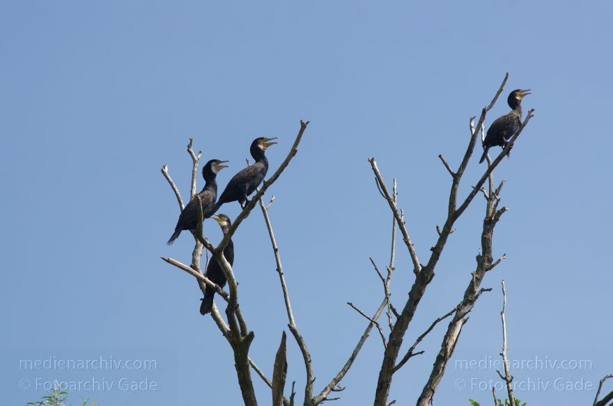 Brandenburg. Havel-Oder-Wasserstraße am Nieder-Neuendorfer See. Vogel. Kormoran
27. 7. 2012. Brandenburg. Havel-Oder-Wasserstraße am Nieder-Neuendorfer See. Vogel. Vögel. Fauna. Tiere. Kormoran
Schlüsselwörter: birds;Brandenburg;Havel-Oder-Wasserstraße;Kormoran;Nieder-Neuendorfer See;Niederneuendorfer See;Vogel;Vögel;2012