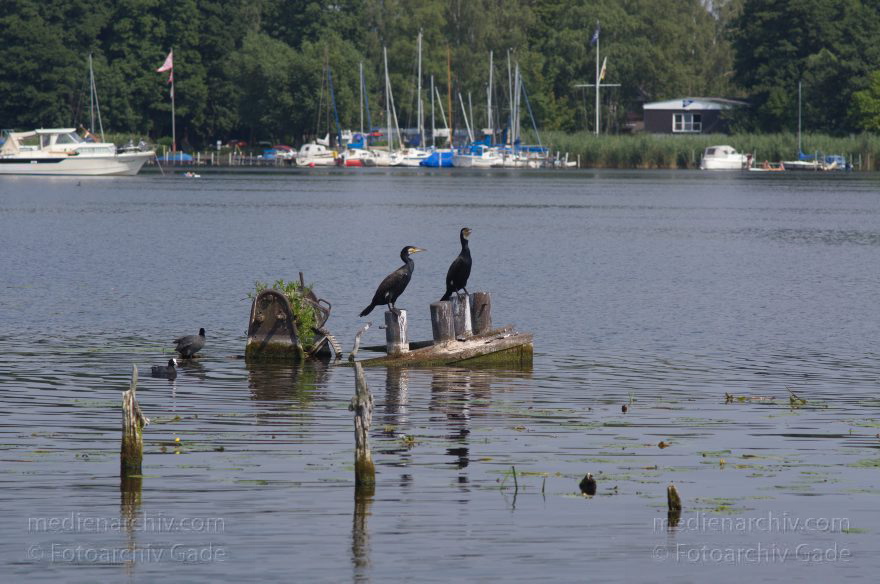 Brandenburg. Havel-Oder-Wasserstraße am Nieder-Neuendorfer See. Vogel. Kormoran
27. 7. 2012. Brandenburg. Havel-Oder-Wasserstraße am Nieder-Neuendorfer See. Vogel. Vögel. Fauna. Tiere. Kormoran
Schlüsselwörter: birds;Brandenburg;Havel-Oder-Wasserstraße;Kormoran;Nieder-Neuendorfer See;Niederneuendorfer See;Vogel;Vögel;2012