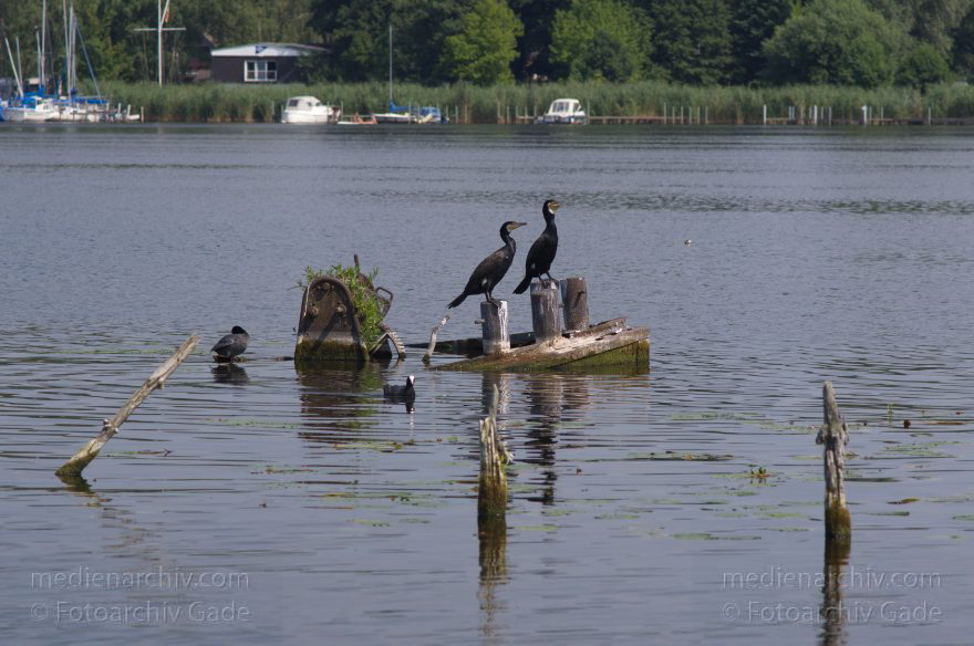 Brandenburg. Havel-Oder-Wasserstraße am Nieder-Neuendorfer See. Vogel. Kormoran
27. 7. 2012. Brandenburg. Havel-Oder-Wasserstraße am Nieder-Neuendorfer See. Vogel. Vögel. Fauna. Tiere. Kormoran
Schlüsselwörter: birds;Brandenburg;Havel-Oder-Wasserstraße;Kormoran;Nieder-Neuendorfer See;Niederneuendorfer See;Vogel;Vögel;2012