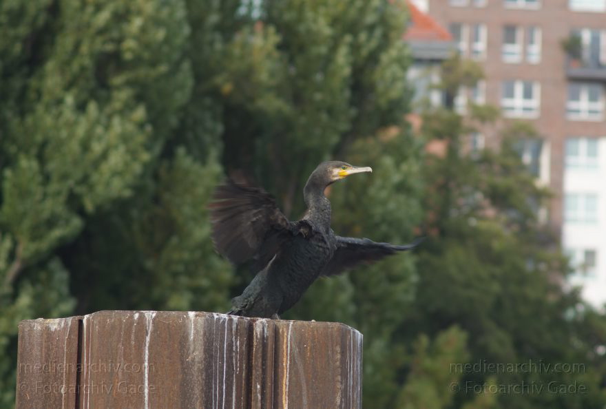 Spandau. Vogel. Kormoran (Phalacrocorax carbo) Familie: Kormorane (Phalacrocoracidae)
21. 9. 2012. Berlin. Spandau. Fluss Havel. Fauna. Tiere. Vogel. Vögel.   Kormoran (Phalacrocorax carbo) Familie: Kormorane (Phalacrocoracidae)
Schlüsselwörter: Berlin;birds;Fauna;Fluss;Havel;Kormorane;Obere Havel;Phalacrocorax carbo;Spandau;Tiere;Vogel;Vögel;2012