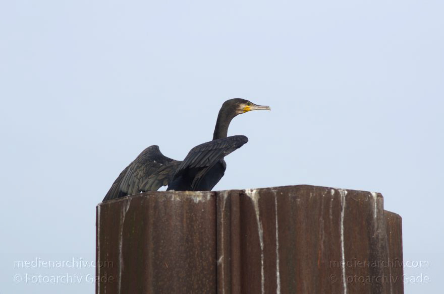 Spandau. Vogel. Kormoran (Phalacrocorax carbo) Familie: Kormorane (Phalacrocoracidae)
21. 9. 2012. Berlin. Spandau. Fluss Havel. Fauna. Tiere. Vogel. Vögel.   Kormoran (Phalacrocorax carbo) Familie: Kormorane (Phalacrocoracidae)
Schlüsselwörter: Berlin;birds;Fauna;Fluss;Havel;Kormorane;Obere Havel;Phalacrocorax carbo;Spandau;Tiere;Vogel;Vögel;2012