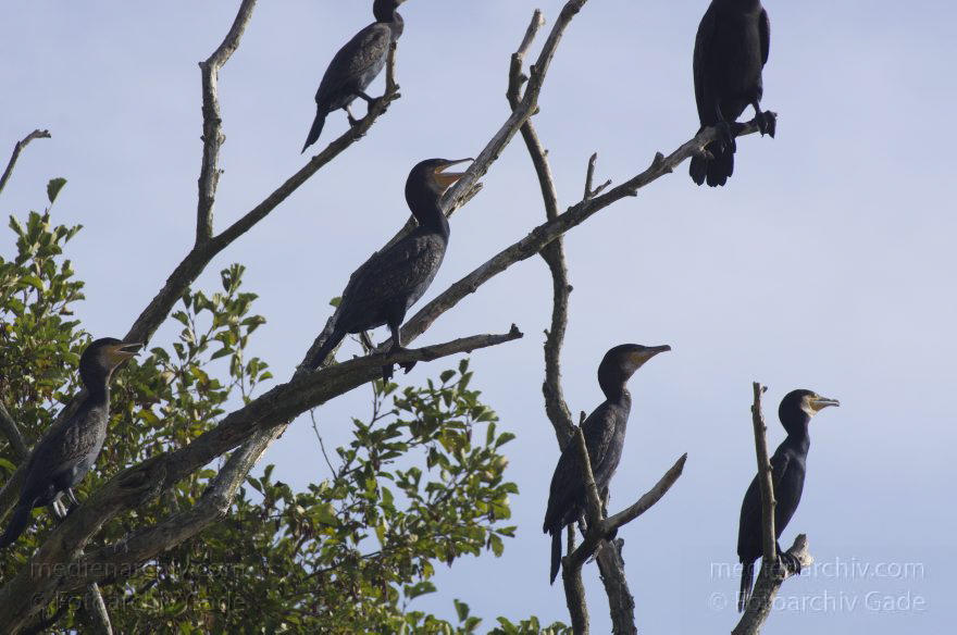 Vogel. Kormoran (Phalacrocorax carbo) Familie: Kormorane (Phalacrocoracidae)
20. 10. 2012. Berlin. Am Niederneuendorfer See. Fauna. Tiere. Vogel. Vögel.   Kormoran (Phalacrocorax carbo) Familie: Kormorane (Phalacrocoracidae)
Schlüsselwörter: Berlin;birds;Fauna;Kormorane;Phalacrocorax carbo;Tiere;Vogel;Vögel;2012