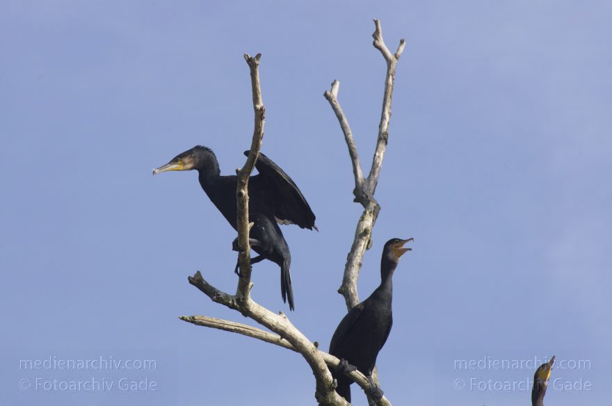 Vogel. Kormoran (Phalacrocorax carbo) Familie: Kormorane (Phalacrocoracidae)
20. 10. 2012. Berlin. Am Niederneuendorfer See. Fauna. Tiere. Vogel. Vögel.   Kormoran (Phalacrocorax carbo) Familie: Kormorane (Phalacrocoracidae)
Schlüsselwörter: Berlin;birds;Fauna;Kormorane;Phalacrocorax carbo;Tiere;Vogel;Vögel;2012
