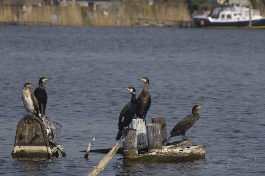 Kormorane auf einem versenkte Frachtkahn
24. 4. 2013. Brandenburg. Hennigsdorf. Nieder-Neuendorfer See. Havel-Oder-Wasserstraße. Kormorane auf einem versenkte Frachtkahn. Vogel. Tiere. Fauna.
Schlüsselwörter: Binnenschiffe;birds;Brandenburg;Deutschland;Fauna;Germany;Havel-Oder-Wasserstraße;Hennigsdorf;Kormorane;Niederneuendorfer See;Niederneuendorfer-See;Tiere;Vogel;Vögel;2013