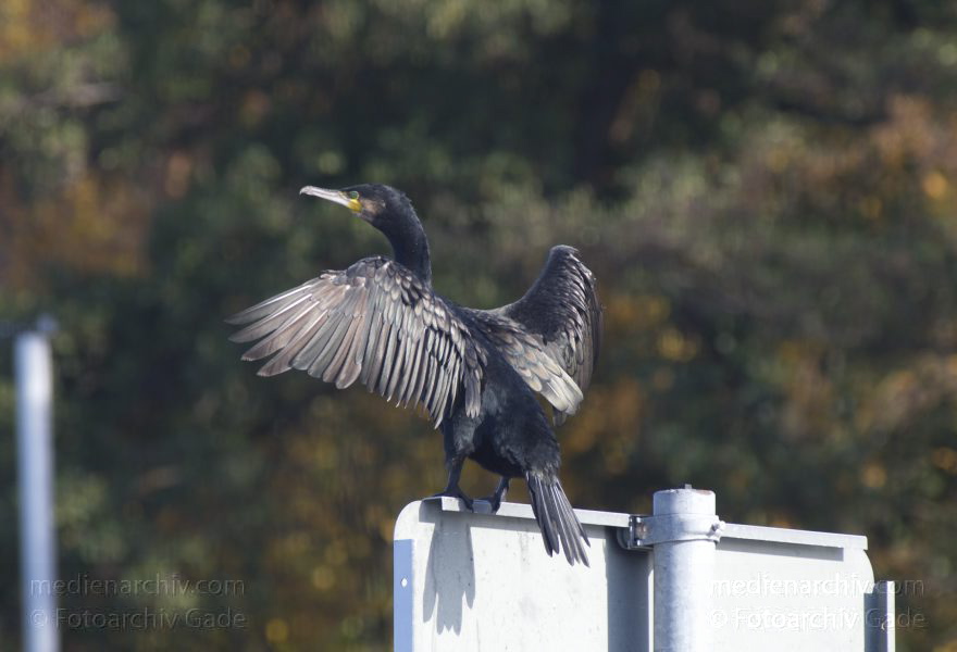 Kormoran mit ausgebreiteten Flügeln. (Phalacrocorax carbo)
22. 10. 2013. Berlin. Reinickendorf. Fluss Havel. Vogel. Vögel. Fauna. Tiere. Kormoran mit ausgebreiteten Flügeln. (Phalacrocorax carbo)
Schlüsselwörter: Berlin;Fauna;Herbstlaub;Kormoran;Phalacrocorax carbo;Tiere;Vogel;2013;Vögel