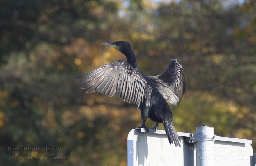 Kormoran mit ausgebreiteten Flügeln. (Phalacrocorax carbo)
22. 10. 2013. Berlin. Reinickendorf. Fluss Havel. Vogel. Vögel. Fauna. Tiere. Kormoran mit ausgebreiteten Flügeln. (Phalacrocorax carbo)
Schlüsselwörter: Berlin;Fauna;Herbstlaub;Kormoran;Phalacrocorax carbo;Tiere;Vogel;2013;Vögel