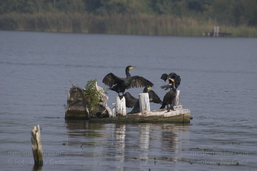 Havel. Kormorane beim Trocknen ihrer Flügel
1. 10. 2014. Brandenburg. Havel. Niederneuendorfer See. Tiere. Fauna. Vogel. Kormorane auf einem Wrackteil beim Trocknen der Flügel. (Phalacrocorax carbo)
Schlüsselwörter: 2014;Brandenburg;Fauna;Havel;Kormoran;Niederneuendorfer See;Phalacrocorax carbo;Tiere;Vogel;Wrack