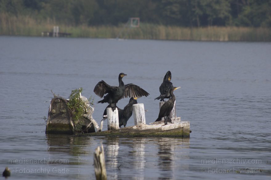 Havel. Kormorane beim Trocknen ihrer Flügel
1. 10. 2014. Brandenburg. Havel. Niederneuendorfer See. Tiere. Fauna. Vogel. Kormorane auf einem Wrackteil beim Trocknen der Flügel. (Phalacrocorax carbo)
Schlüsselwörter: 2014;Brandenburg;Fauna;Havel;Kormoran;Niederneuendorfer See;Phalacrocorax carbo;Tiere;Vogel;Wrack