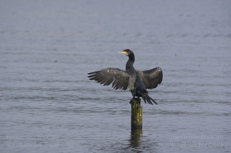Havel. Kormorane beim Trocknen ihrer Flügel
1. 10. 2014. Brandenburg. Havel. Niederneuendorfer See. Tiere. Fauna. Vogel. Kormorane auf einem Wrackteil beim Trocknen der Flügel. (Phalacrocorax carbo)
Schlüsselwörter: 2014;Brandenburg;Fauna;Havel;Kormoran;Niederneuendorfer See;Phalacrocorax carbo;Tiere;Vogel;Wrack