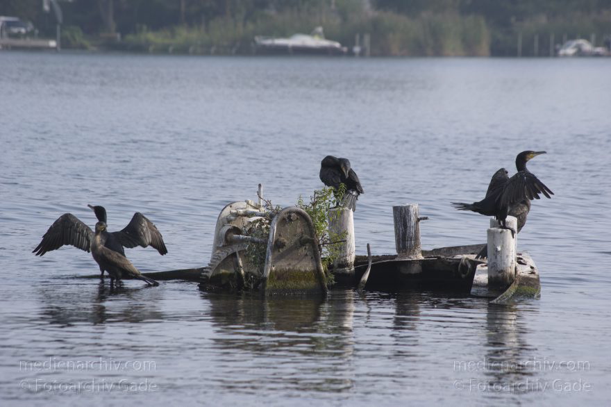Havel. Kormorane beim Trocknen ihrer Flügel
1. 10. 2014. Brandenburg. Havel. Niederneuendorfer See. Tiere. Fauna. Vogel. Kormorane auf einem Wrackteil beim Trocknen der Flügel. (Phalacrocorax carbo)
Schlüsselwörter: 2014;Brandenburg;Fauna;Havel;Kormoran;Niederneuendorfer See;Phalacrocorax carbo;Tiere;Vogel;Wrack