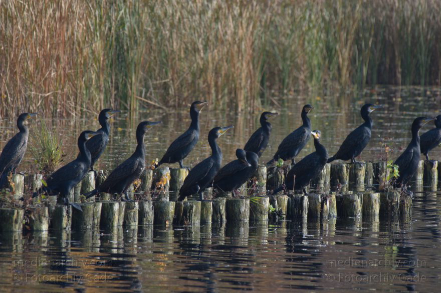 Vogel. Kormorane. Phalacrocorax carbo
27. 10. 2015. Berlin. Tegeler See. Fauna. Tiere. Vogel. Kormorane. Phalacrocorax carbo
Schlüsselwörter: 2015;Berlin;Fauna;Kormoran;Phalacrocorax carbo;Tegeler See;Tier;Vogel