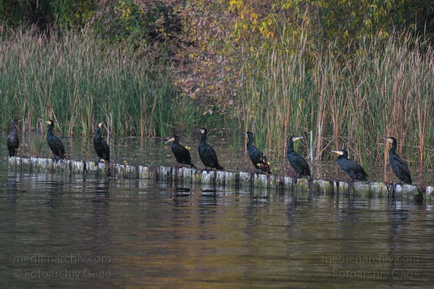 Vogel. Kormorane. Phalacrocorax carbo
27. 10. 2015. Berlin. Tegeler See. Fauna. Tiere. Vogel. Kormorane. Phalacrocorax carbo
Schlüsselwörter: 2015;Berlin;Fauna;Kormoran;Phalacrocorax carbo;Tegeler See;Tier;Vogel