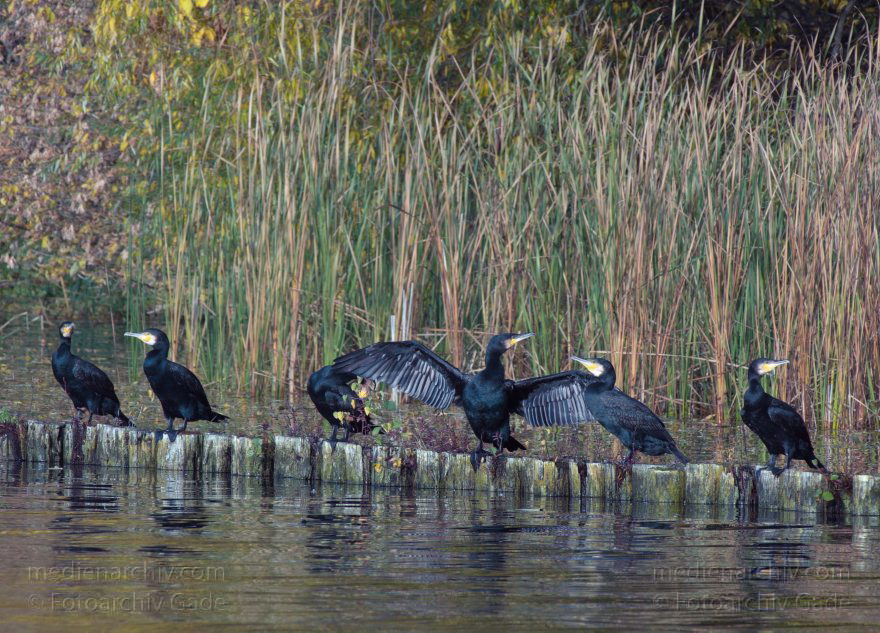 Vogel. Kormorane. Phalacrocorax carbo
27. 10. 2015. Berlin. Tegeler See. Fauna. Tiere. Vogel. Kormorane. Phalacrocorax carbo
Schlüsselwörter: 2015;Berlin;Fauna;Kormoran;Phalacrocorax carbo;Tegeler See;Tier;Vogel