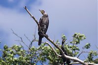 Vogel-Kormoran--20120609-58.jpg