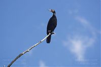 Vogel-Kormoran--20120609-59.jpg