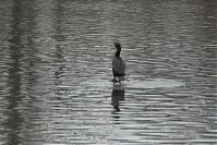 Vogel-Kormoran-20090125-062.jpg