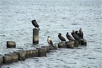 Vogel-Kormoran-20090926-163.jpg