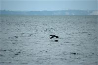 Vogel-Kormoran-20090926-164.jpg