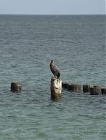 Vogel-Kormoran-20090926-165.jpg