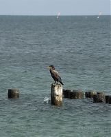 Vogel-Kormoran-20090926-166.jpg