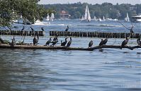 Vogel-Kormoran-20110604-67.jpg