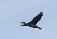 Vogel-Kormoran-20110920-045.jpg