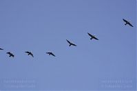 Vogel-Kormoran-20110925-065.jpg
