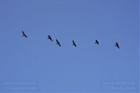 Dateiname=Vogel-Kormoran-20110925-066.jpg
Dateigröße=42KB
Abmessungen: 880x584
hinzugefügt am: 06. Januar 2016 Vogel-Kormoran-20110925-066.jpg