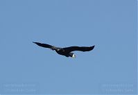 Vogel-Kormoran-20120428-194.jpg