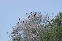 Vogel-Kormoran-20120526-146.jpg