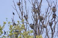 Vogel-Kormoran-20120526-152.jpg