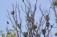 Vogel-Kormoran-20120526-153.jpg