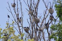 Vogel-Kormoran-20120526-154.jpg