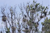 Vogel-Kormoran-20120526-160.jpg