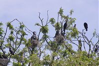 Vogel-Kormoran-20120526-165.jpg