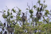 Vogel-Kormoran-20120526-166.jpg