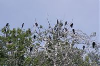 Vogel-Kormoran-20120526-172.jpg