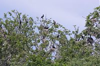 Vogel-Kormoran-20120526-174.jpg