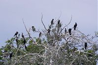Vogel-Kormoran-20120526-176.jpg