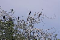 Vogel-Kormoran-20120526-177.jpg