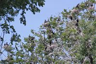 Vogel-Kormoran-20120526-180.jpg