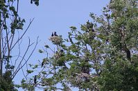 Vogel-Kormoran-20120526-182.jpg