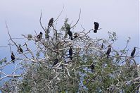 Vogel-Kormoran-20120526-185.jpg